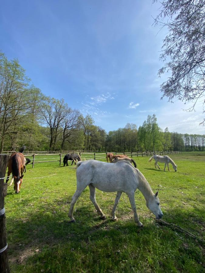 Inglotowka Konuk evi Wolow  Dış mekan fotoğraf